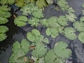 Overhead view of a dark pond covered with green lily pads, some weathered, with a few unopened lotus buds reflected in the water.