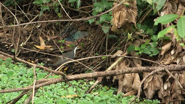 Indian waterhen with babies. White-breasted waterhen (Amaurornis phoenicurus) is a waterbird of the rail and crake family, Rallidae, that is widely distributed across South and Southeast Asia. 