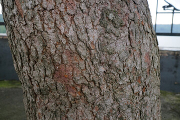 Fototapeta premium Close Up of Tree Trunk with Rough Bark Texture