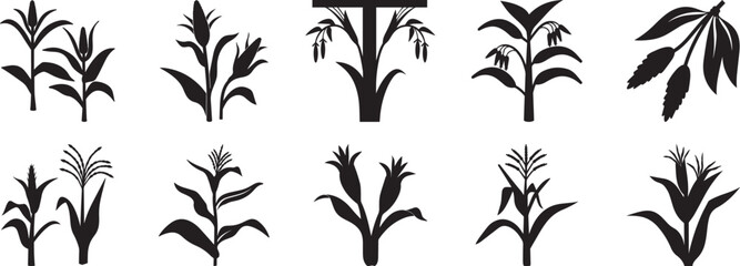 Fototapeta premium A set of Corn stalk with leaves-and tassels plant silhouette vector, black and white silhouette vector illustration