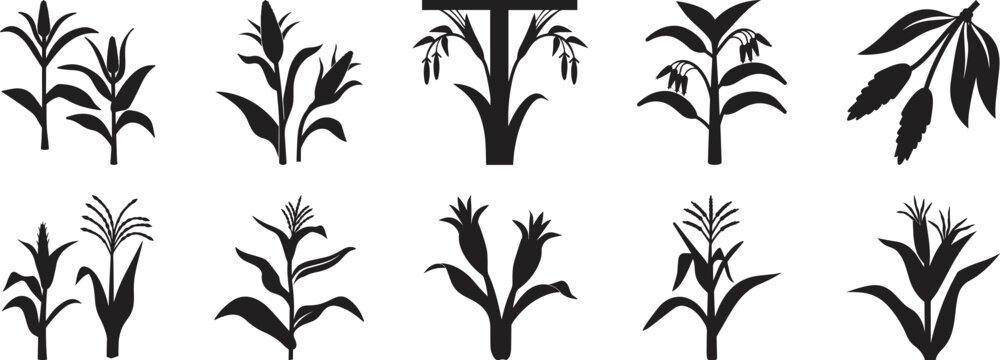 A set of Corn stalk with leaves-and tassels plant silhouette vector, black and white silhouette vector illustration