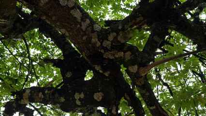 Intricate tree branches and leaves