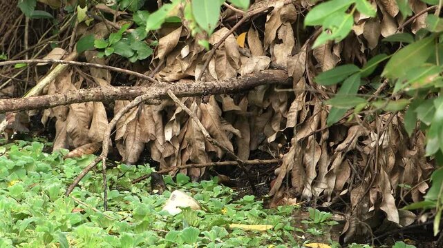 Indian waterhen with babies. White-breasted waterhen (Amaurornis phoenicurus) is a waterbird of the rail and crake family, Rallidae, that is widely distributed across South and Southeast Asia. 
