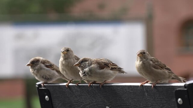 A handful of sparrows gather on a nearby bench in a serene park, basking in the gentle sunlight. Their soft chirping adds a tranquil ambiance to this delightful setting.