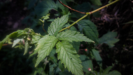 close up of leaves plant