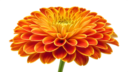 A vibrant orange gerbera flower isolated on transparent background, showcasing its intricate petal arrangement and captivating color gradient