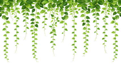 Hanging vine of creeping fig leaves isolated on transparent background, a beautiful natural decoration for your creative designs