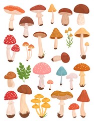 Colorful mushroom collection
