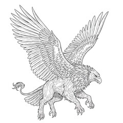 Fototapeta premium A detailed black and white line art illustration of a majestic griffin with its powerful wings spread wide.