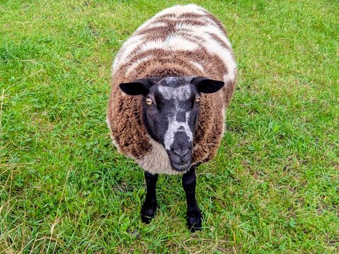 Zwartbles is a large breed of domestic sheep. This breed was developed in the northern Netherlands. This breed is bred for milk, meat, and wool. 