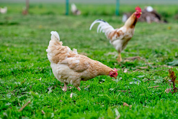 Free-range chickens on a private farm. The concept of proper nutrition when breeding chickens