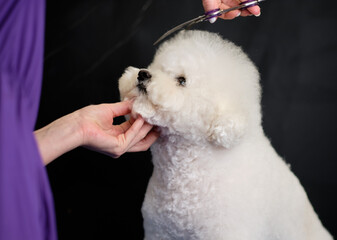 Bichon Frise head haircut with scissors in the dog salon