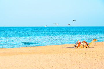 Beach in Egypt with golden desert sand and camel against backdrop turquoise sea and flying birds at sunset, Marsa Alam, Africa.