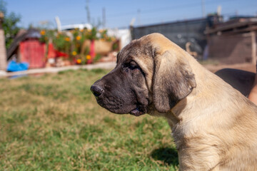 Aksaray Malaklı (Anatolian Mastiff) puppy in a rural farmyard, close-up side profile highlighting its distinctive head shape, floppy ears, and early guardian dog characteristics.