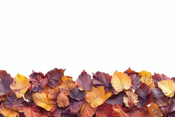 Fototapeta premium Elm Leaves autumn plant leaf.