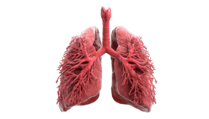 3D model of human lungs