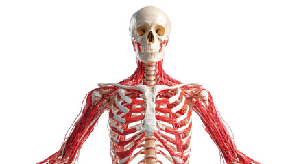 Anatomical model of the upper body, highlighting the skeletal and muscular systems