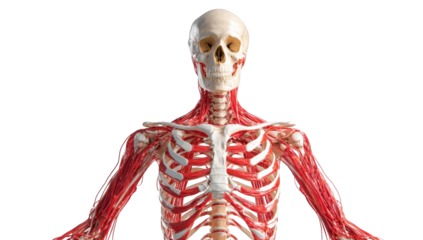 Anatomical model of the upper body, highlighting the skeletal and muscular systems