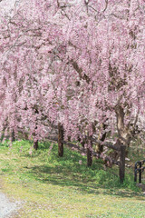 Shidarezakura Weeping Cherry blossom in Tendo Park or Maizuru Park in Spring season, landmark popular for tourist attractions in Yamagata prefecture, Tohoku, Japan