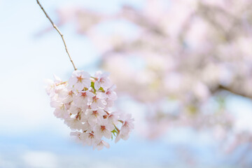 beautiful Spring day, Cherry blossom against blue sky in park, Somei Yoshino Sakura blooming in sunshine day. Japan Travel background, template and wallpaper for spring season and Hanami picnic