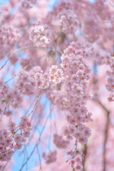beautiful Spring day, sakura Cherry blossom against blue sky in park, Shidarezakura Weeping Cherry blooming in sunshine day. Japan Travel background, template and wallpaper for spring season