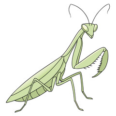 A praying mantis vector illustration of a green insect with a white background and a close-up of its eyes and legs