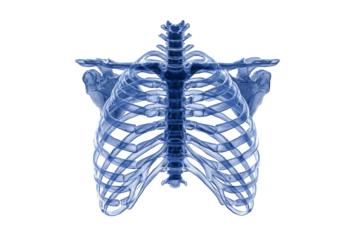 3D Rendered Human Ribcage