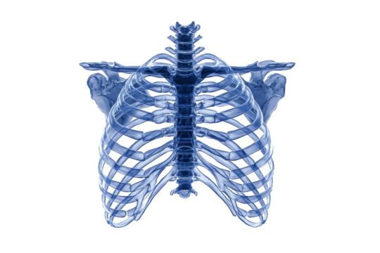 3D Rendered Human Ribcage