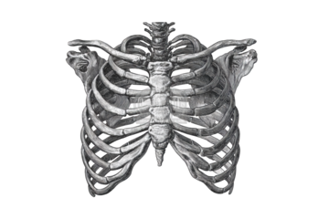Detailed illustration of a human ribcage (4)