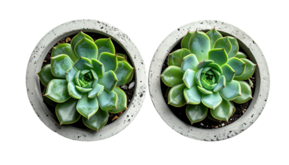 Two succulents in matching concrete pots, top view