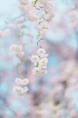beautiful Spring day, Cherry blossom against blue sky in park, white Sakura blooming in sunshine day. Japan Travel background, template and wallpaper for spring season and Hanami picnic