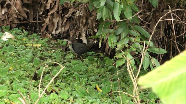Indian waterhen with babies. White-breasted waterhen (Amaurornis phoenicurus) is a waterbird of the rail and crake family, Rallidae, that is widely distributed across South and Southeast Asia. 