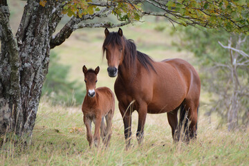 a horse with her foal standing in a pasture