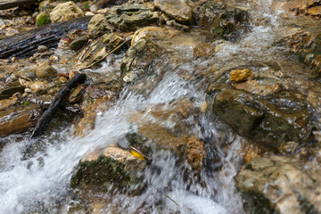 Mountain stream with clear cool water in the Carpathian Mountains, Romania