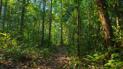 Obraz premium Wooden bridges over the rainy Amazon forests near the Tambopata National Reserve, wooden bridges over wetlands and flooded forests.