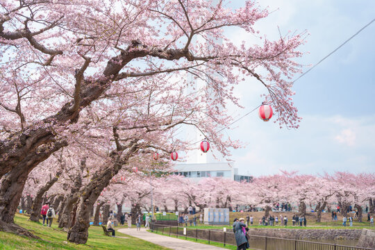 Fototapeta Tourists sightseeing and hanami in Sakura Cherry Blossom tree in Spring season. Goryokaku Tower park in Hakodate city, Hokkaido prefecture, Japan. famous Landmark, Japan Travel and Vacation