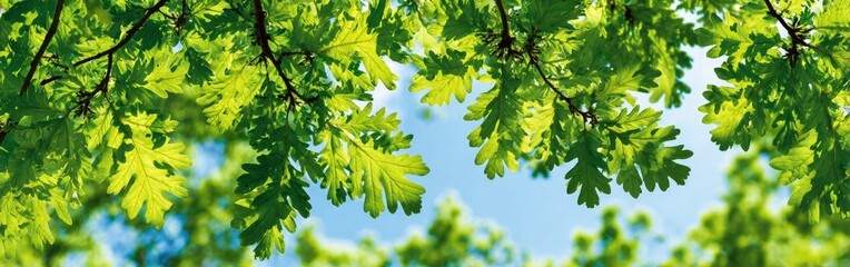 Green Leaves Against Blue Sky