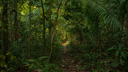 Obraz premium Wooden bridges over the rainy Amazon forests near the Tambopata National Reserve, wooden bridges over wetlands and flooded forests.