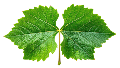 Close-up of a vibrant green grape leaf, displaying a symmetrical, lobed structure.  The leaf's veins are clearly visible,  and the edges are sharply defined