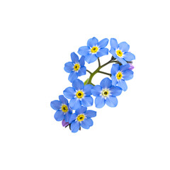 Stunning Forget-Me-Nots: Blue Flowers, Floral Photography