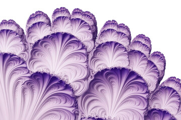 Close up of purple ornamental cabbage leaves isolated on transparent background