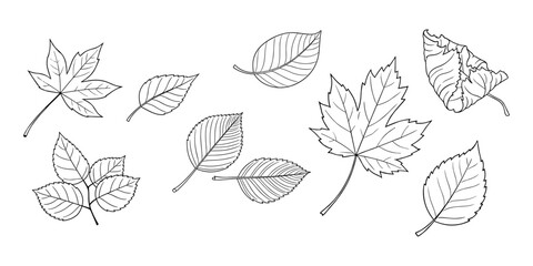 Collection of Autumn Leaf Sketches Vector Illustration