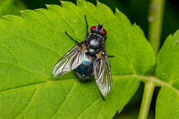 The meat fly is a blue carrion bird with a metallic sheen. colorful macro photography. close-up. space for the text. blurred background with highlights. bokeh.