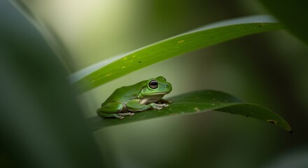 A Serene Green Tree Frog Perched on Lush Foliage in a Tranquil Rainforest Environment