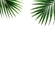 Two tropical palm fronds frame a black background.  Detailed edges of vibrant green leaves