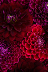 Burgundy red dahlia blooms background. Dark red and maroon dahlia flowers close up. Floral wallpaper.