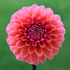 Fototapeta premium Daisy duke dahlia flower close up.