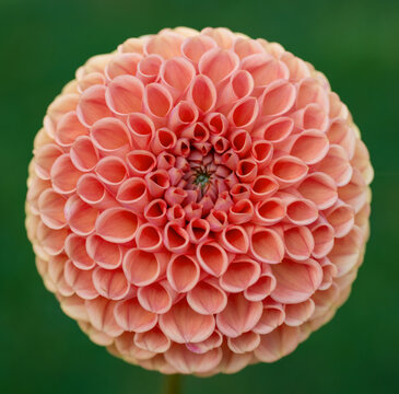 Cornel bronze dahlia flower close up.