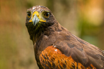 Harris hawk. Parabuteo unicinctus headshot close up. Majestic harris hawk isolated portrait.