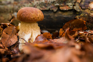 King Bolete. Porcini mushroom. Boletus edulis. Penny bun, cep, porcino or porcini.
